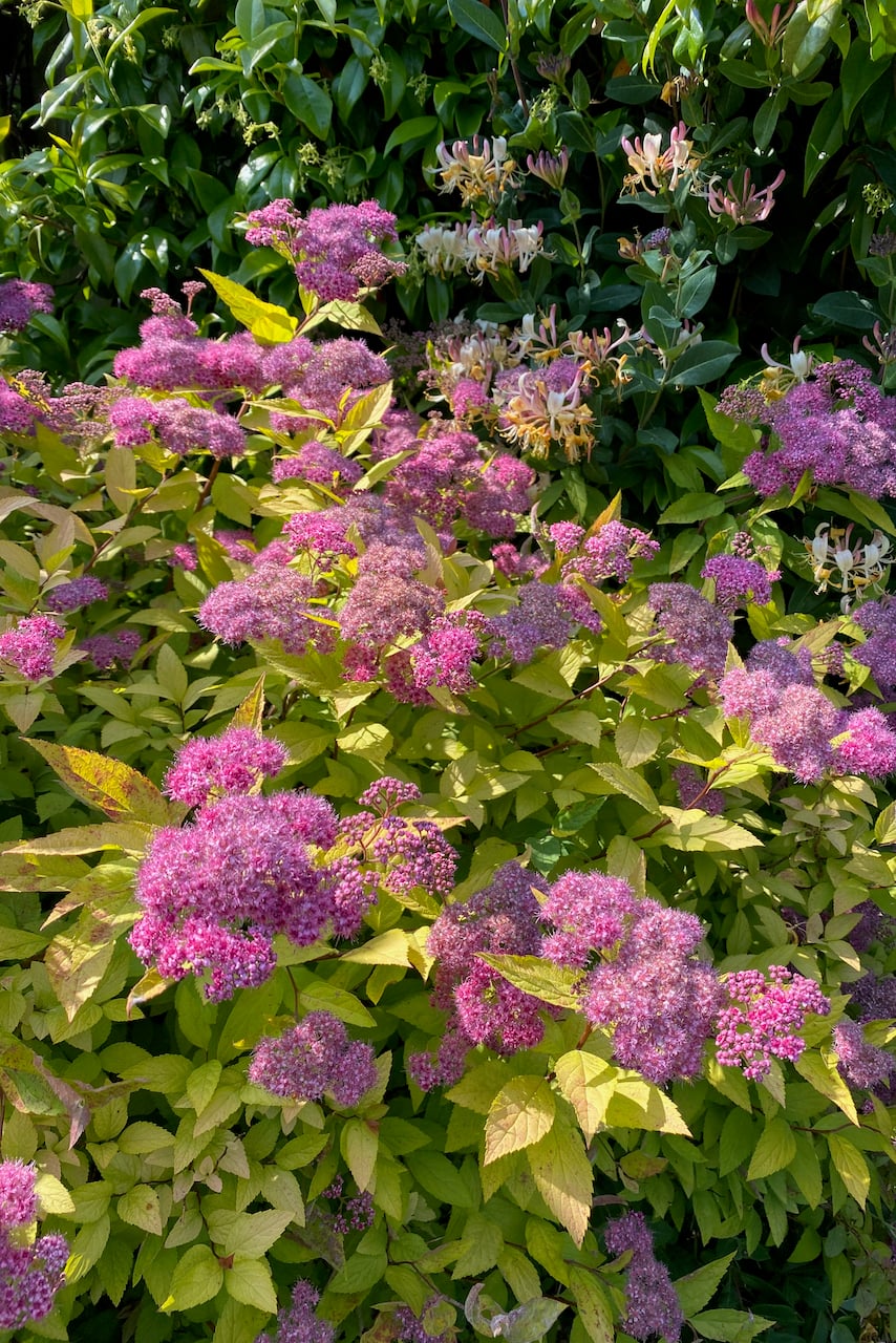 Blooming spirea shrub