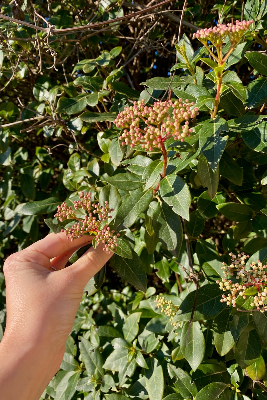 woman's hand holding vibernum bloom