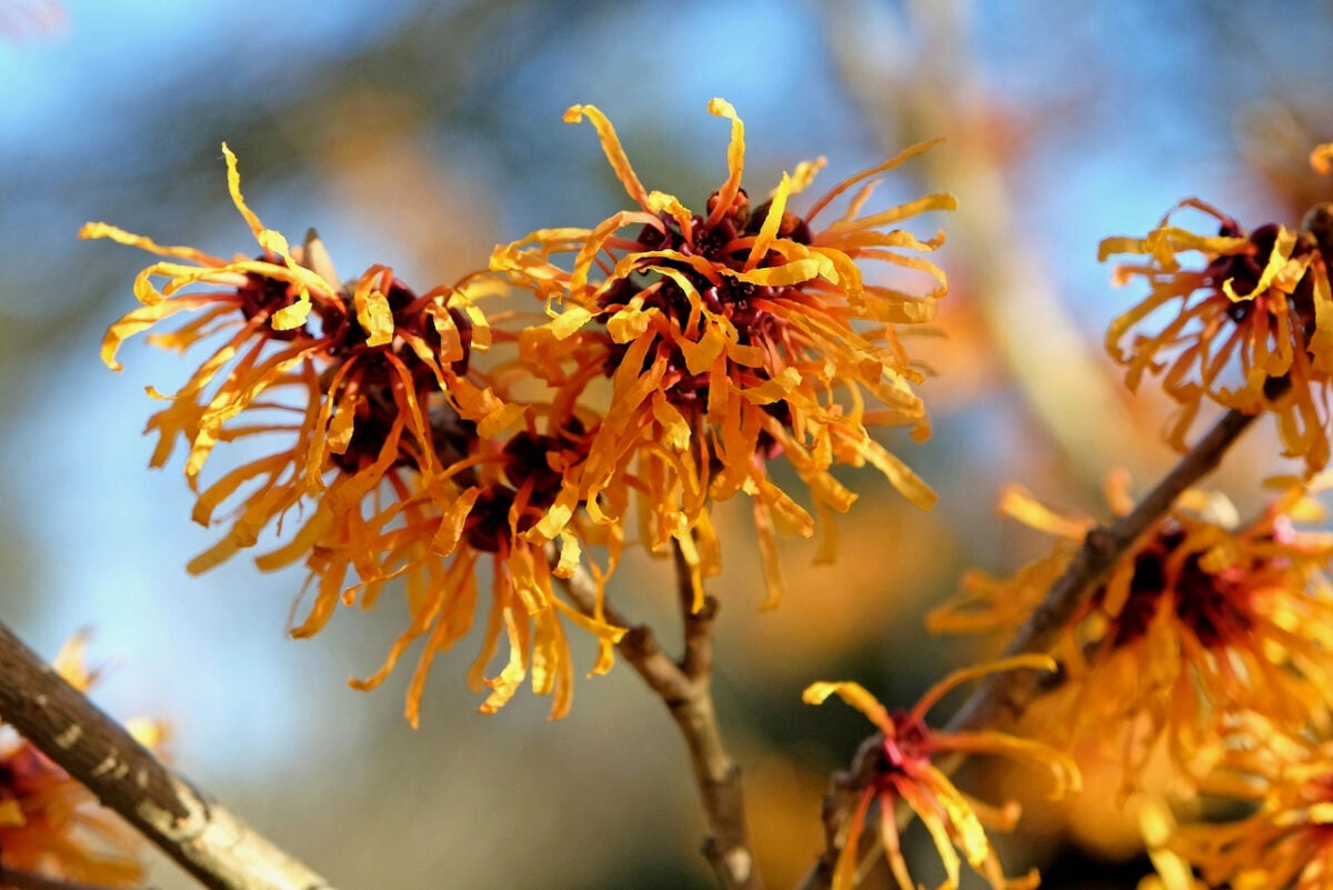 witch hazel flowers