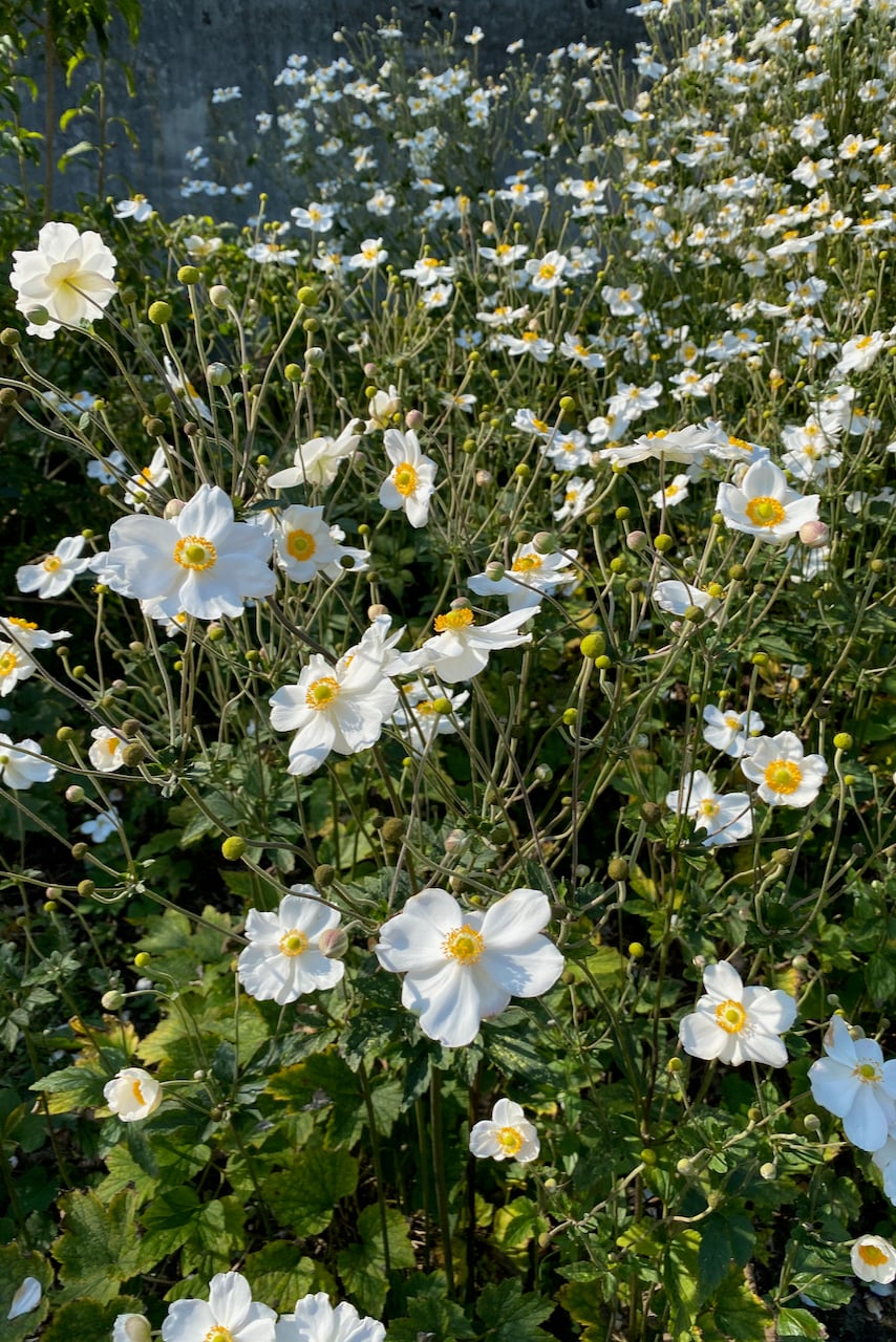 Japanese anemone