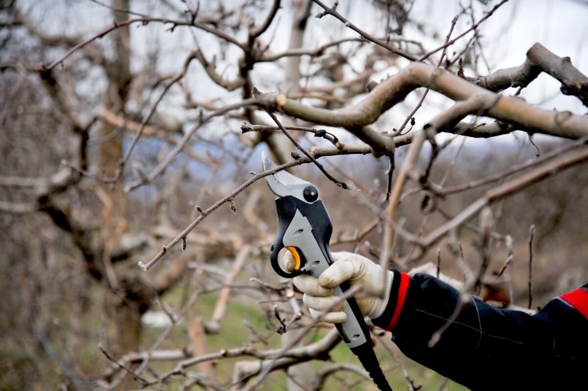 Pruning apple tree