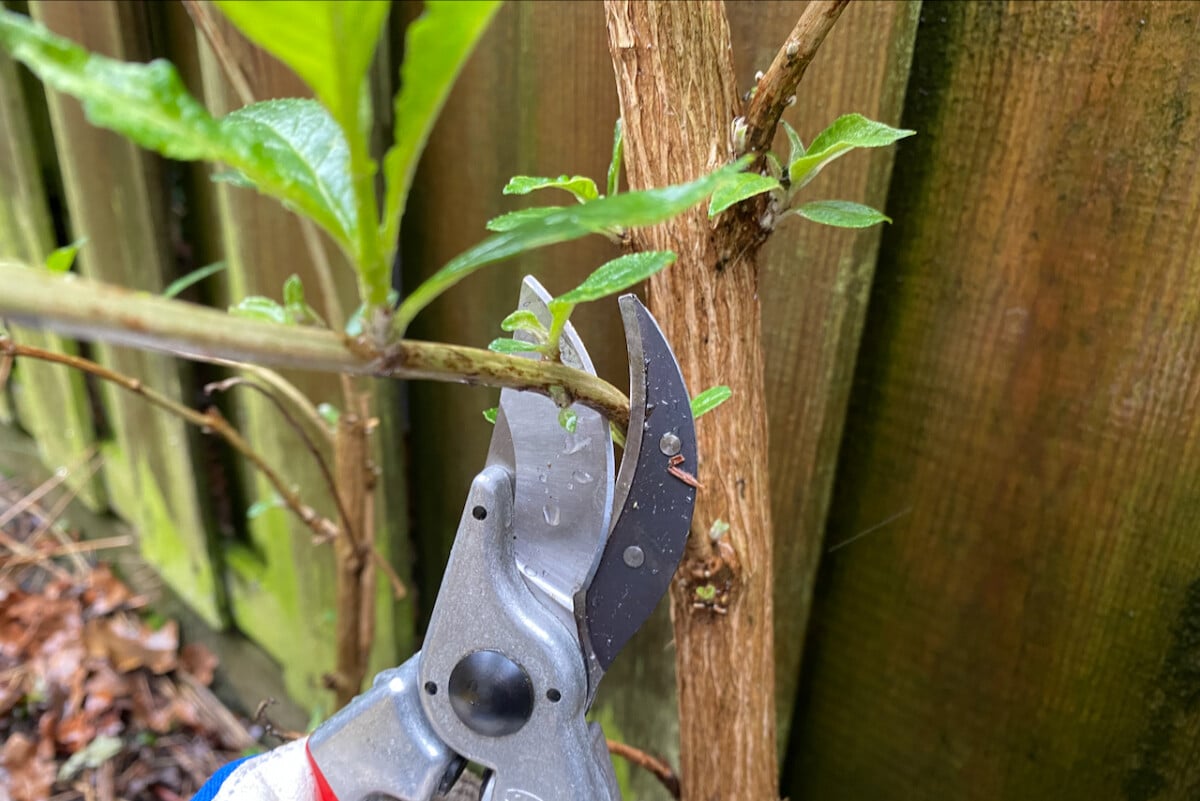 Pruning butterfly bush