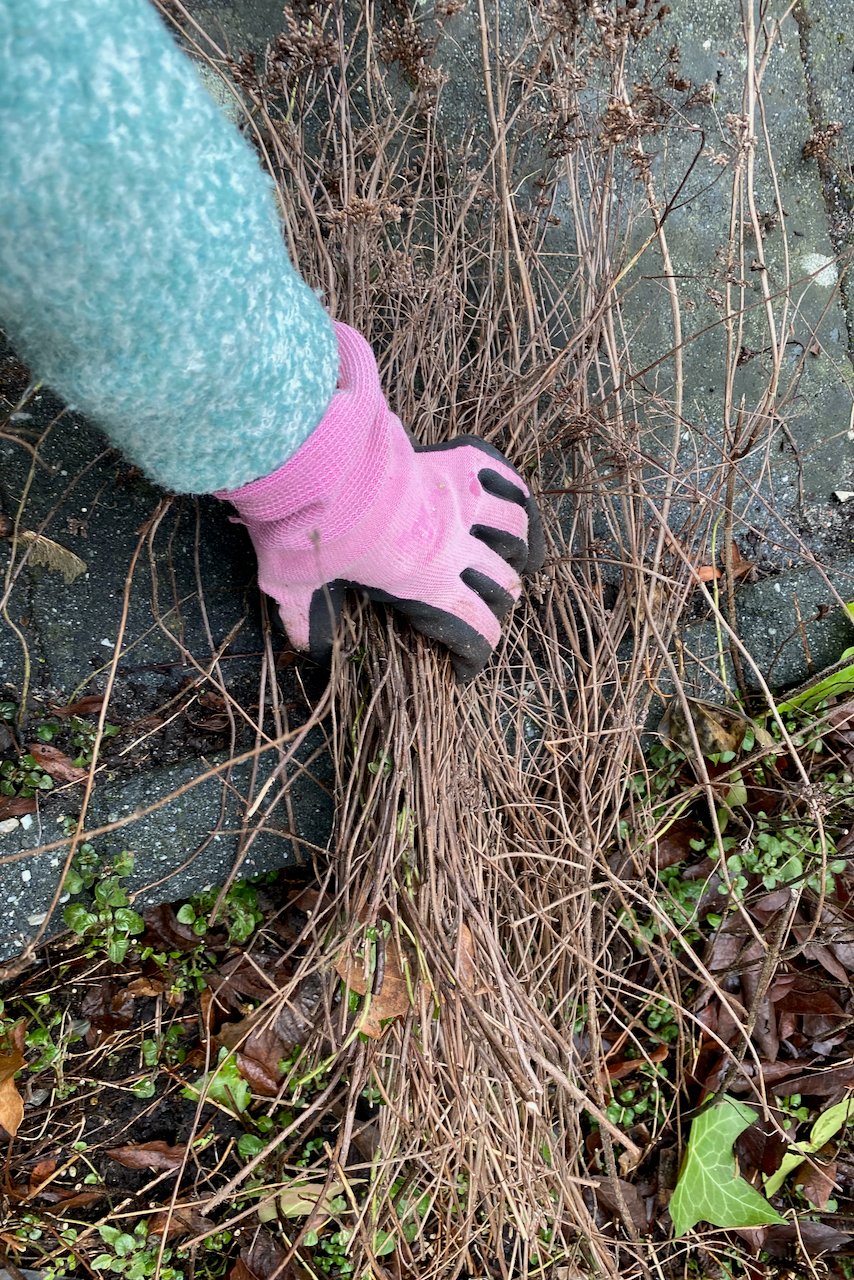 Gloved hand holding twigs