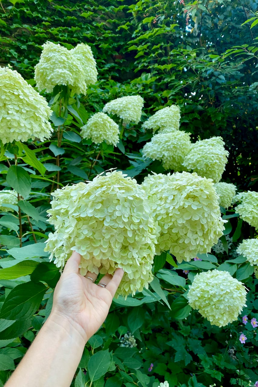 Hand holding hydrangea bush