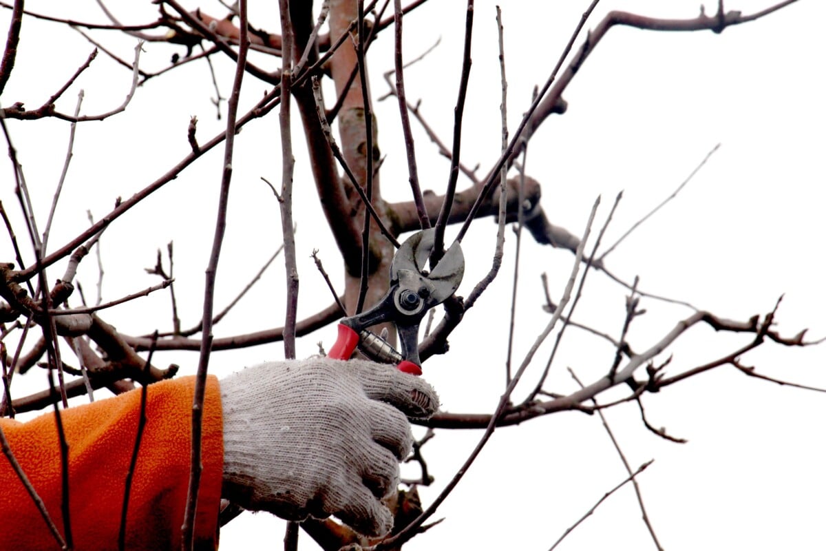 Pruning apple tree