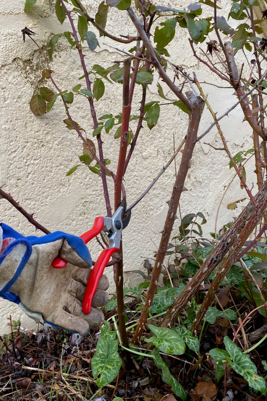 Pruning rose