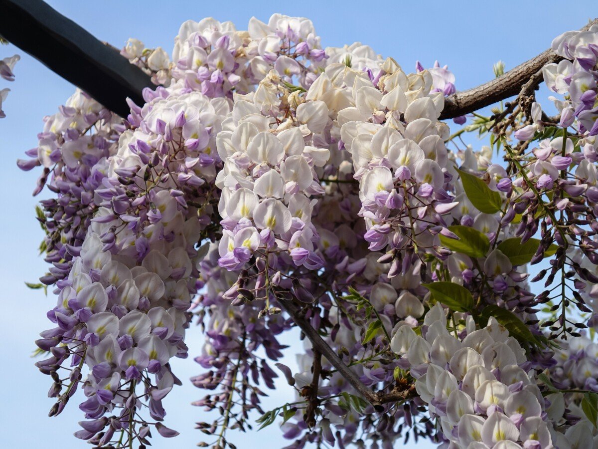Wisteria