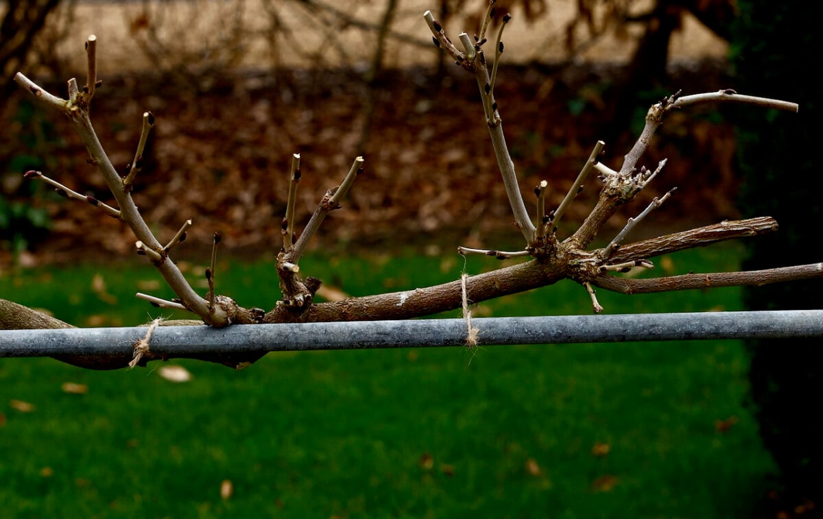 Heavily pruned wisteria