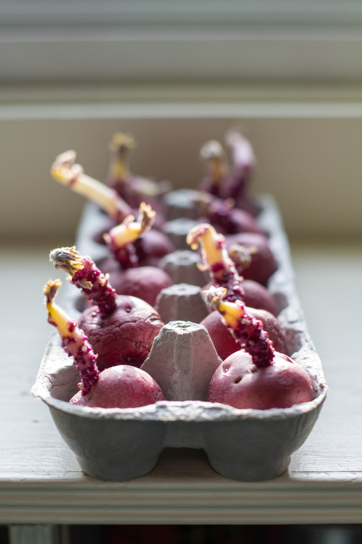 Potaotes in an egg carton near windowsill