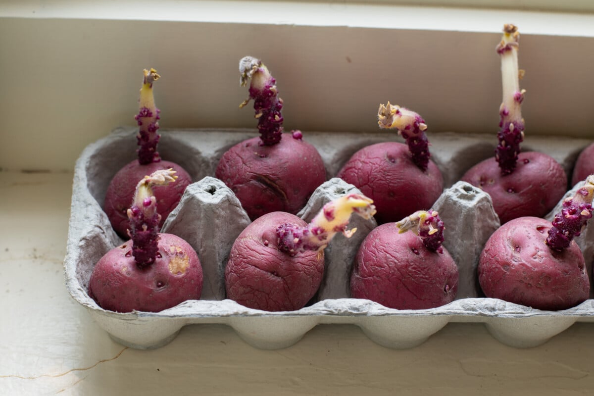 potatoes in egg carton