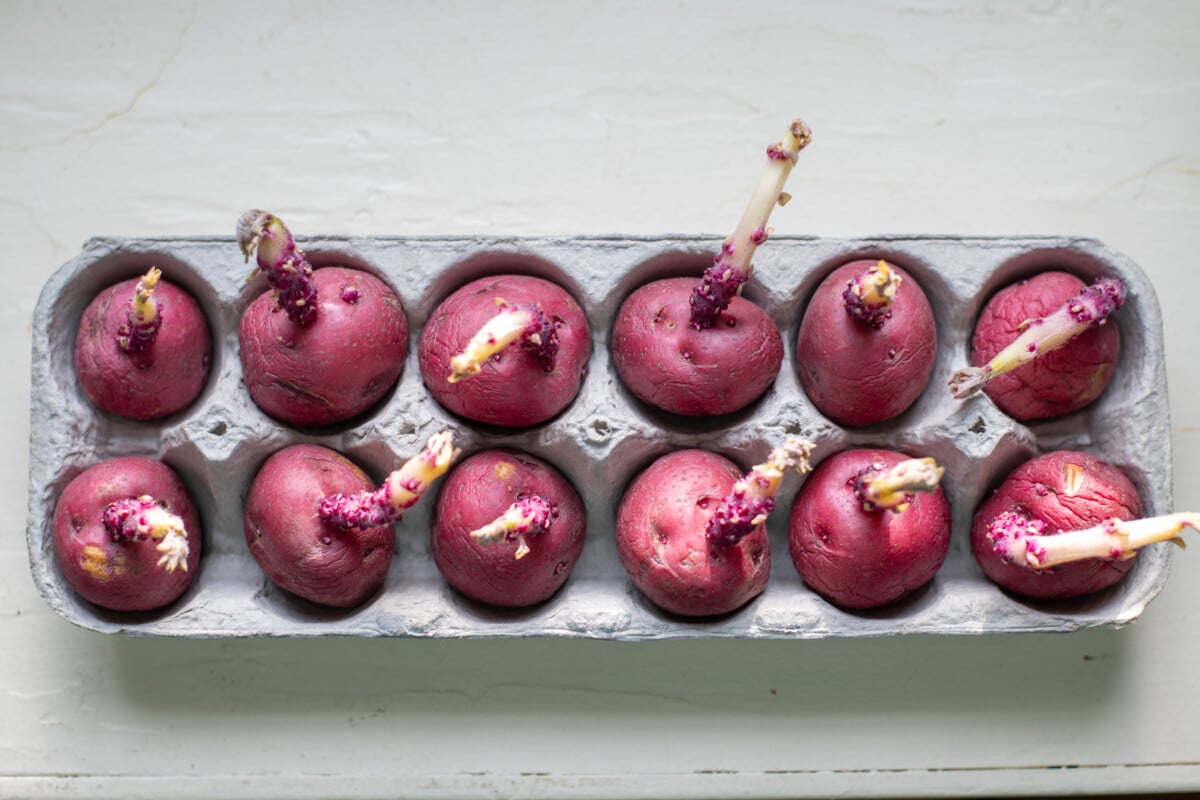 Chitted seed potatoes