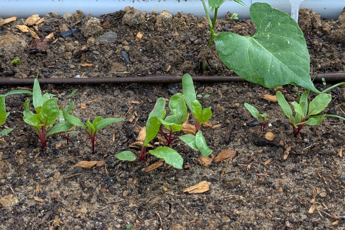 Beet seedlings