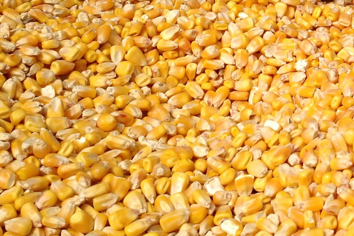 Corn seeds
