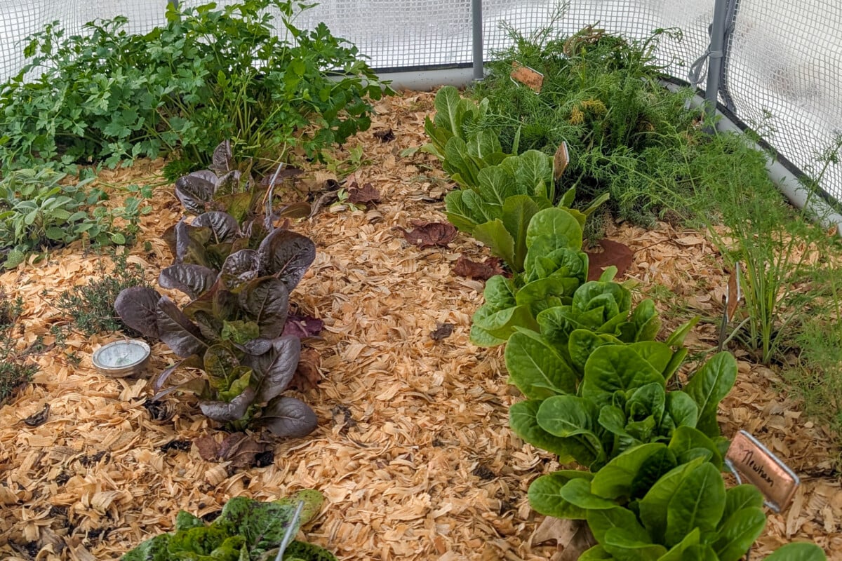 Lettuce grown under a protective cover in a raised bed