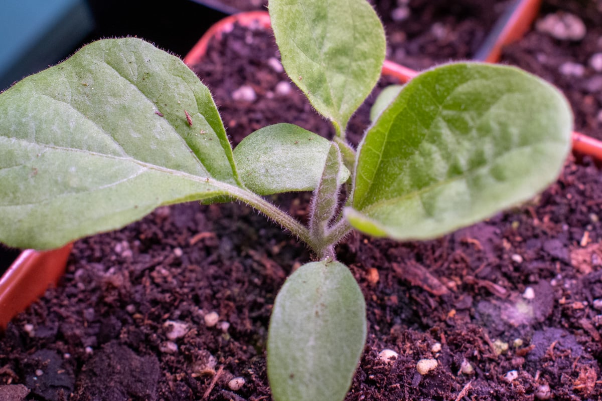 Eggplant seedling