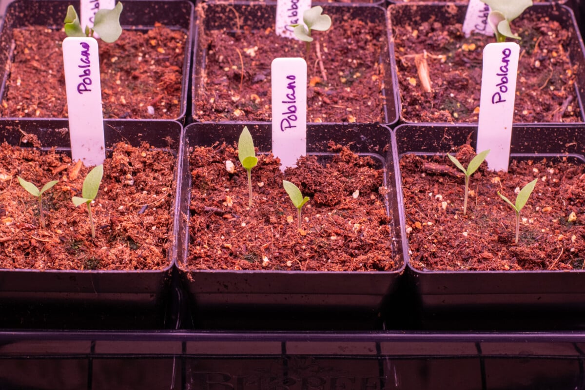 Poblano pepper seedlings