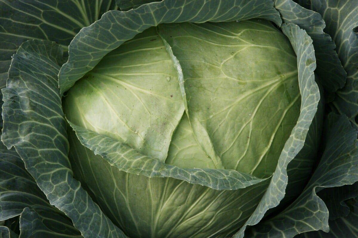 Cabbage