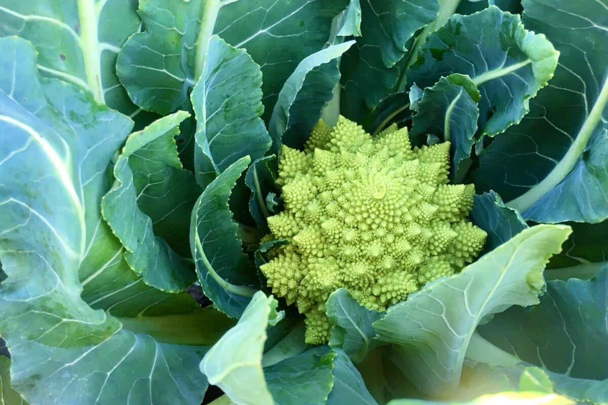 Romanesco