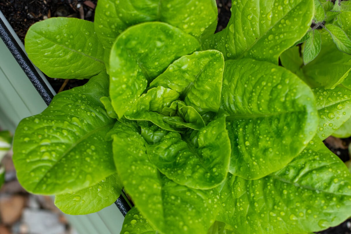 Lettuce in garden