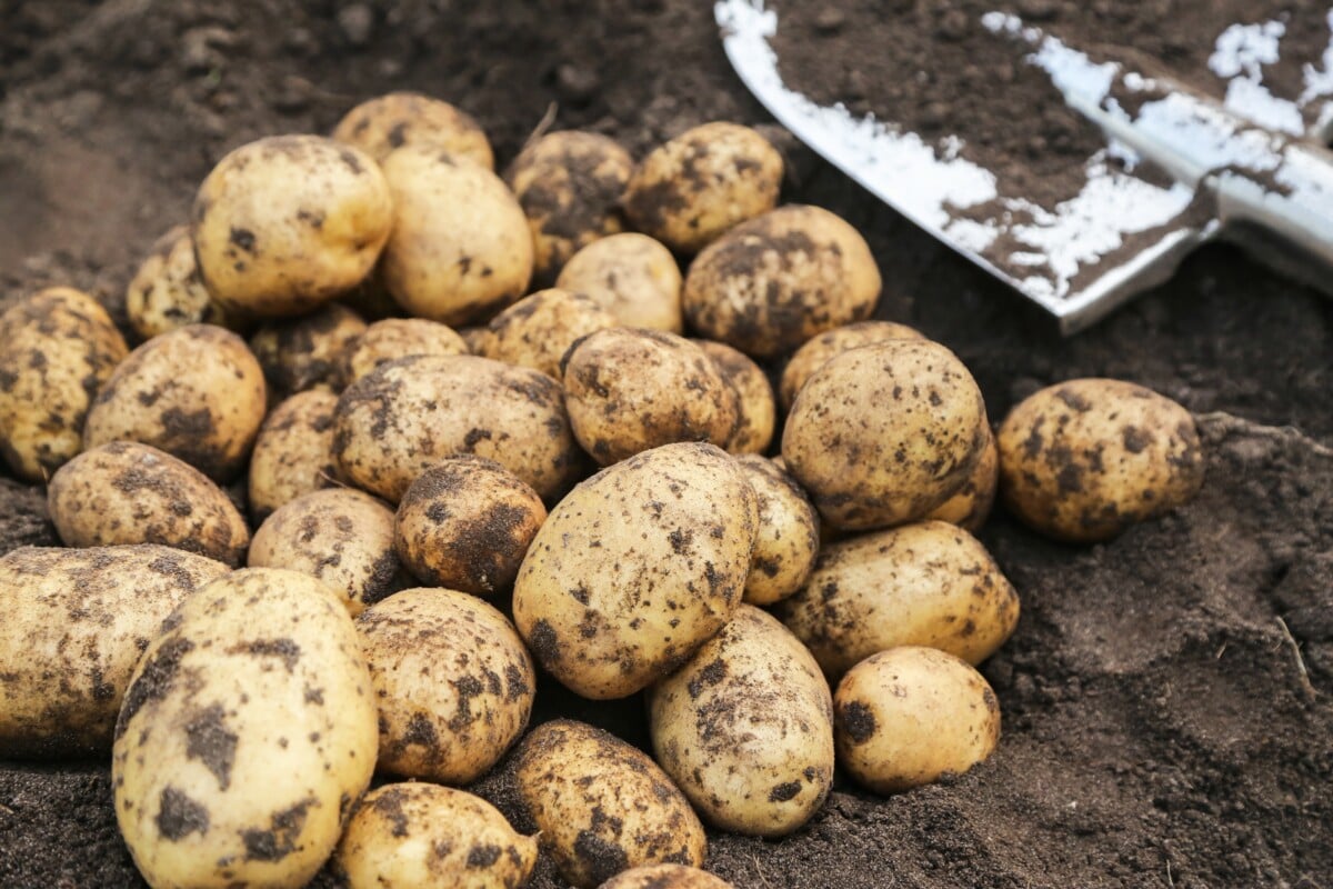 potatoes just harvested