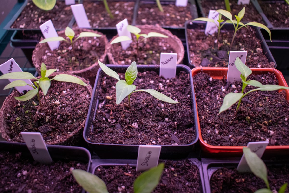 Pepper seedlings
