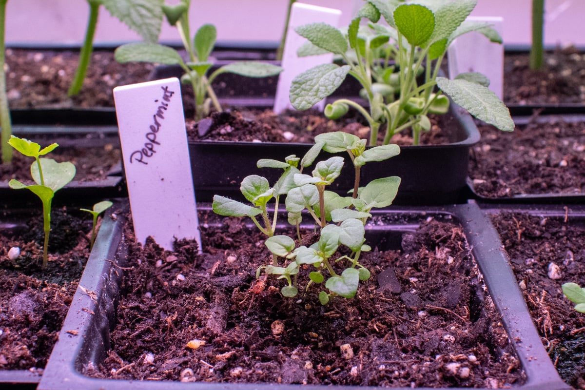 Peppermint seedlings