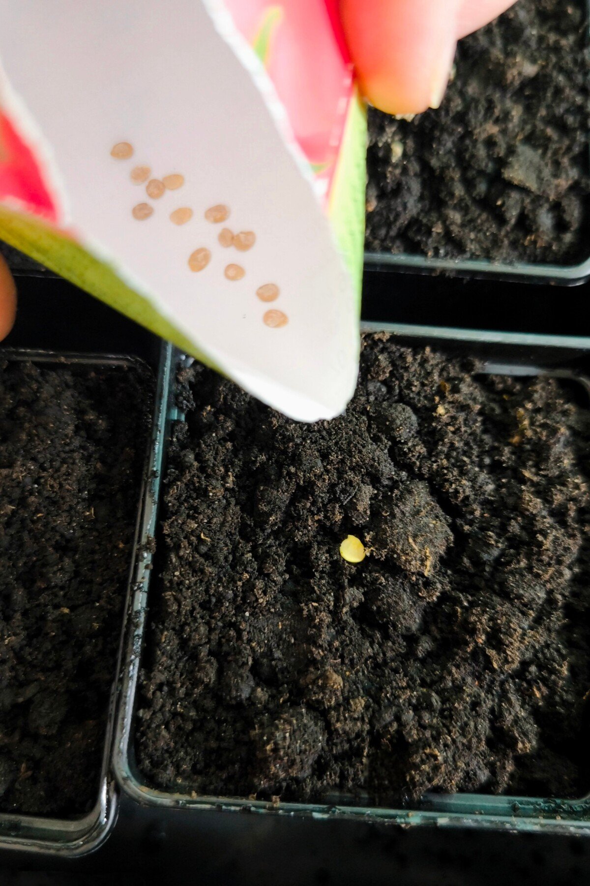 Planting pepper seeds