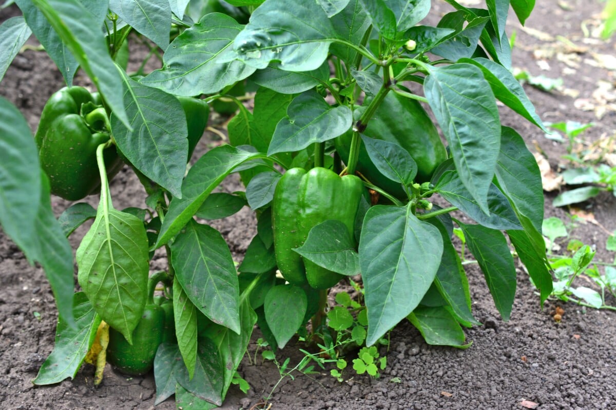 Bell peppers