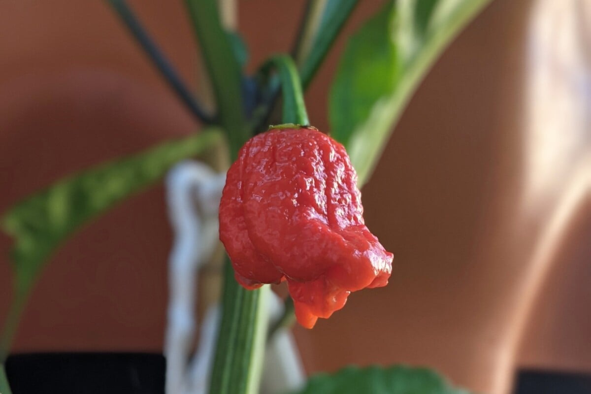 Carolina Reaper