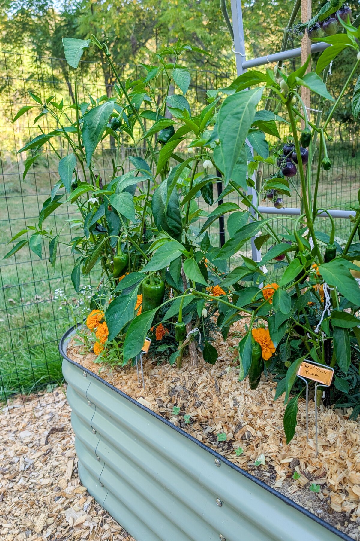 Peppers growing in raised beds