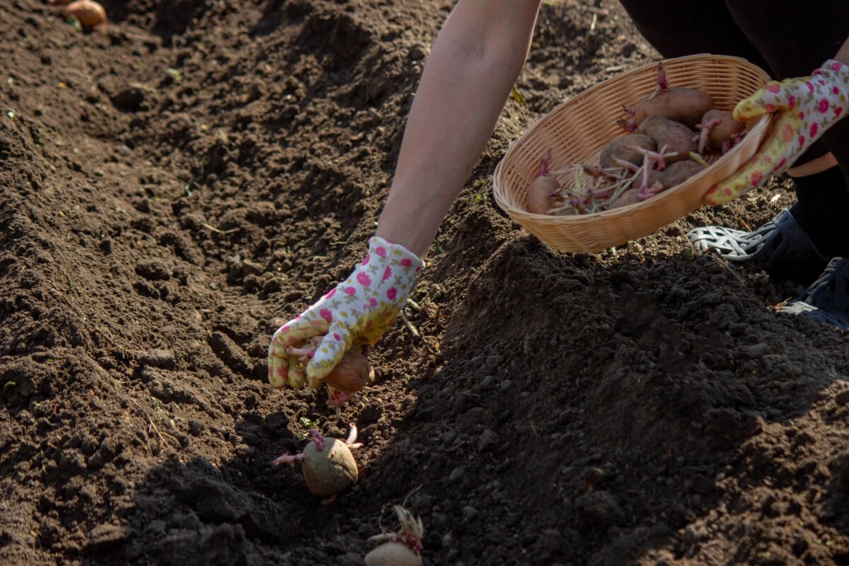 woman's hands planting potatoes