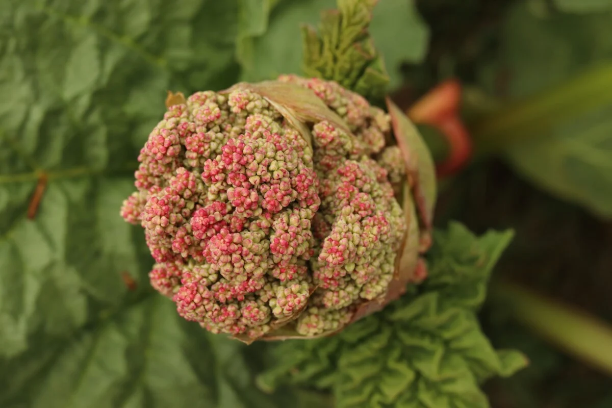 rhubarb flower head