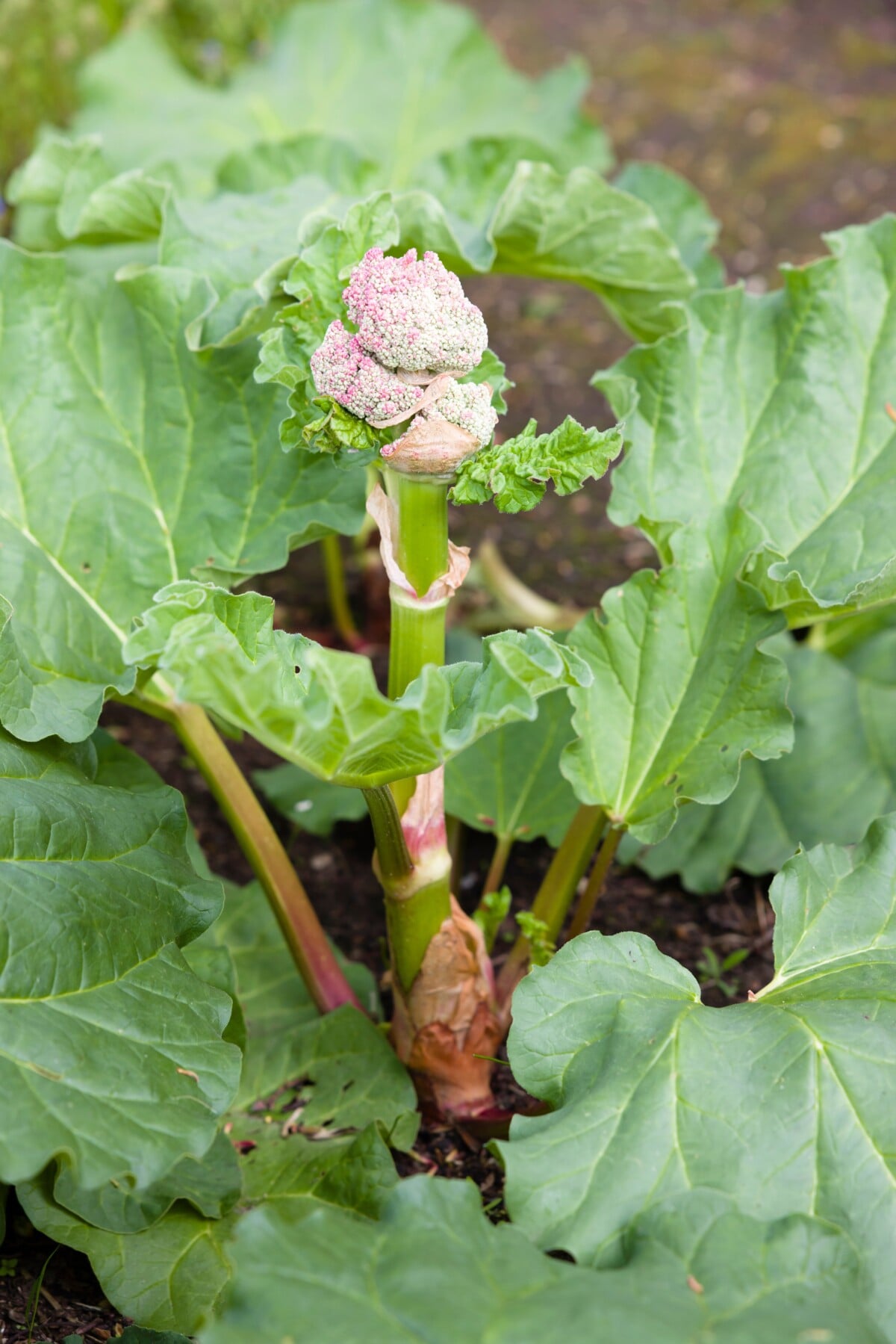 rhubarb with flower stalk
