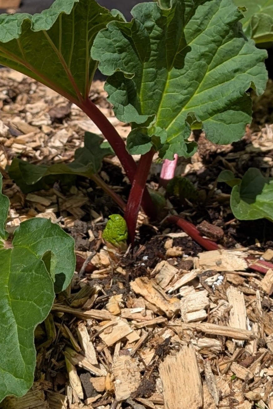 mulch rhubarb