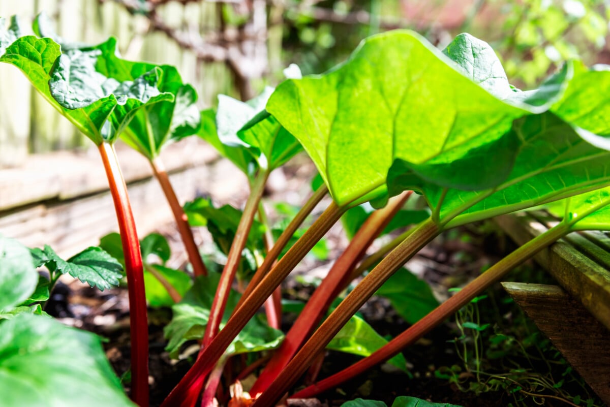 rhubarb growing in garden