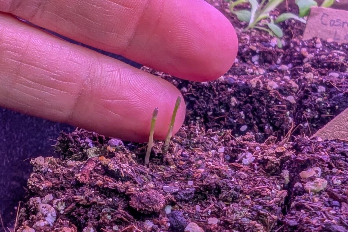 Asparagus seedlings