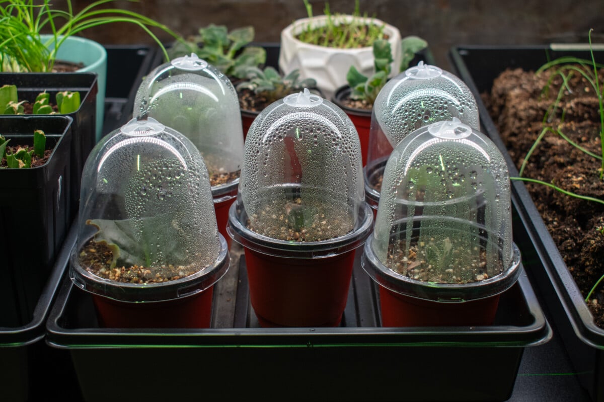 nursery pots with domes