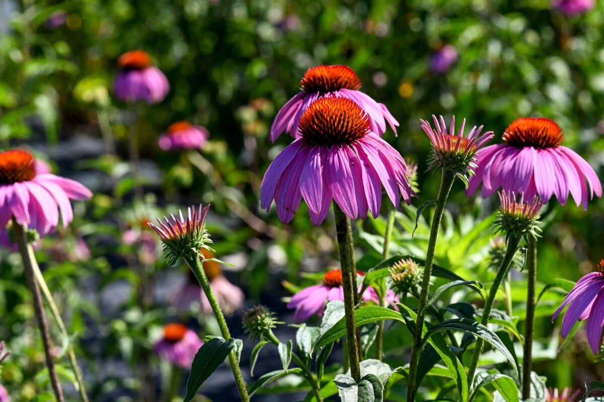 Coneflower