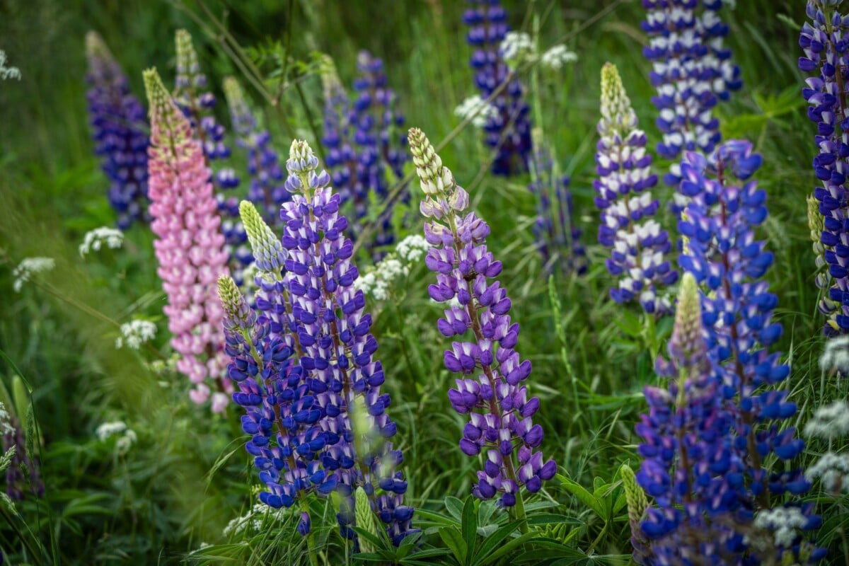 Lupine