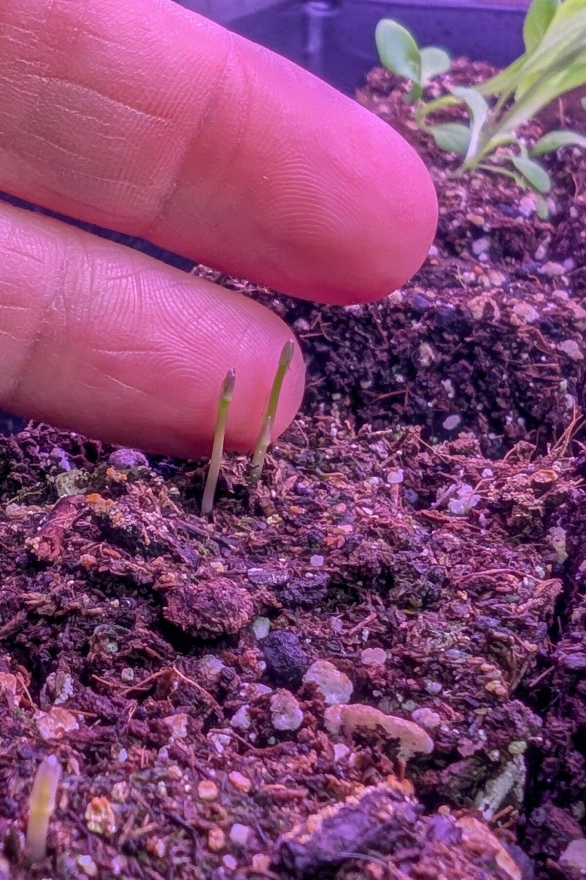 Asparagus seedlings