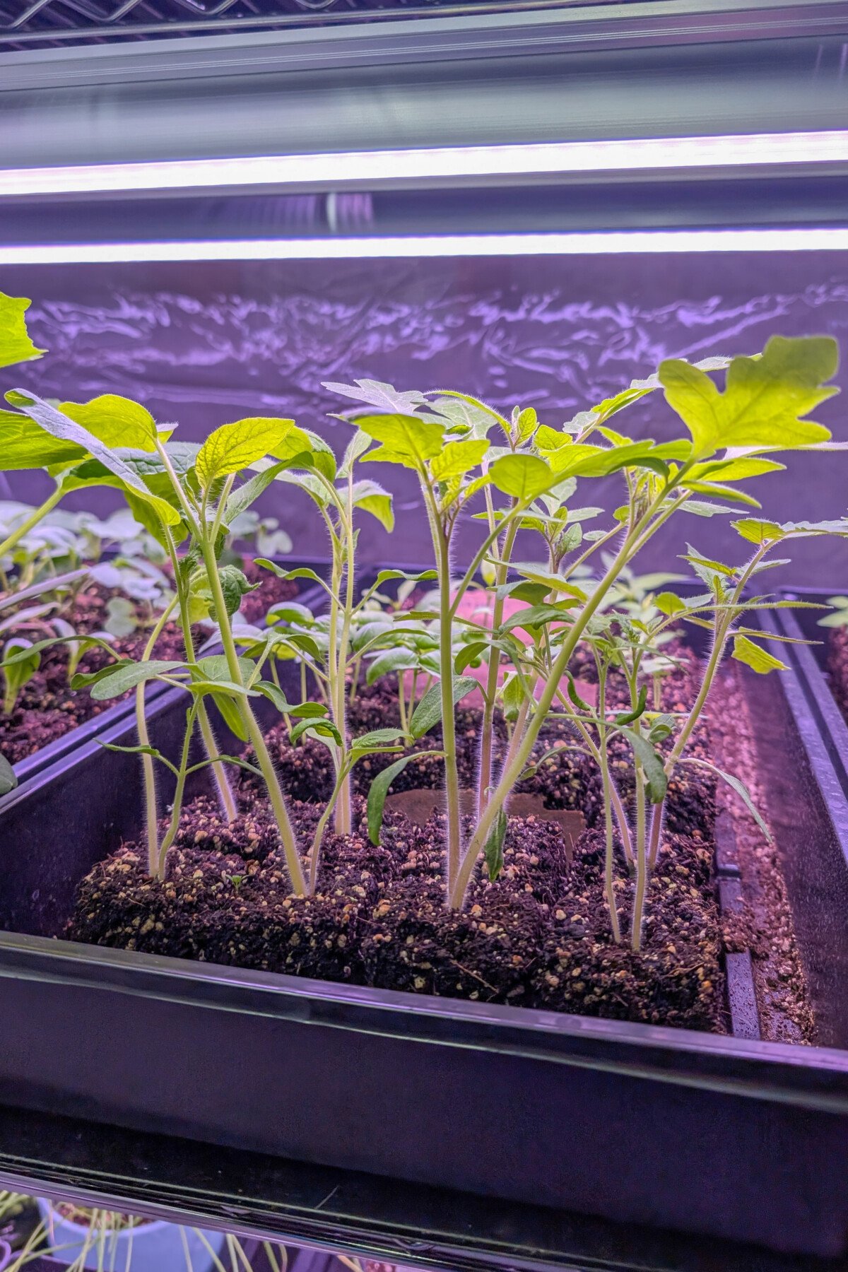 Tomato seedlings