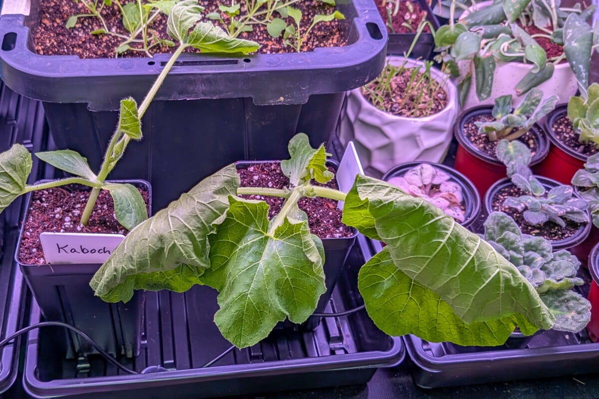 Wilting kabocha plant