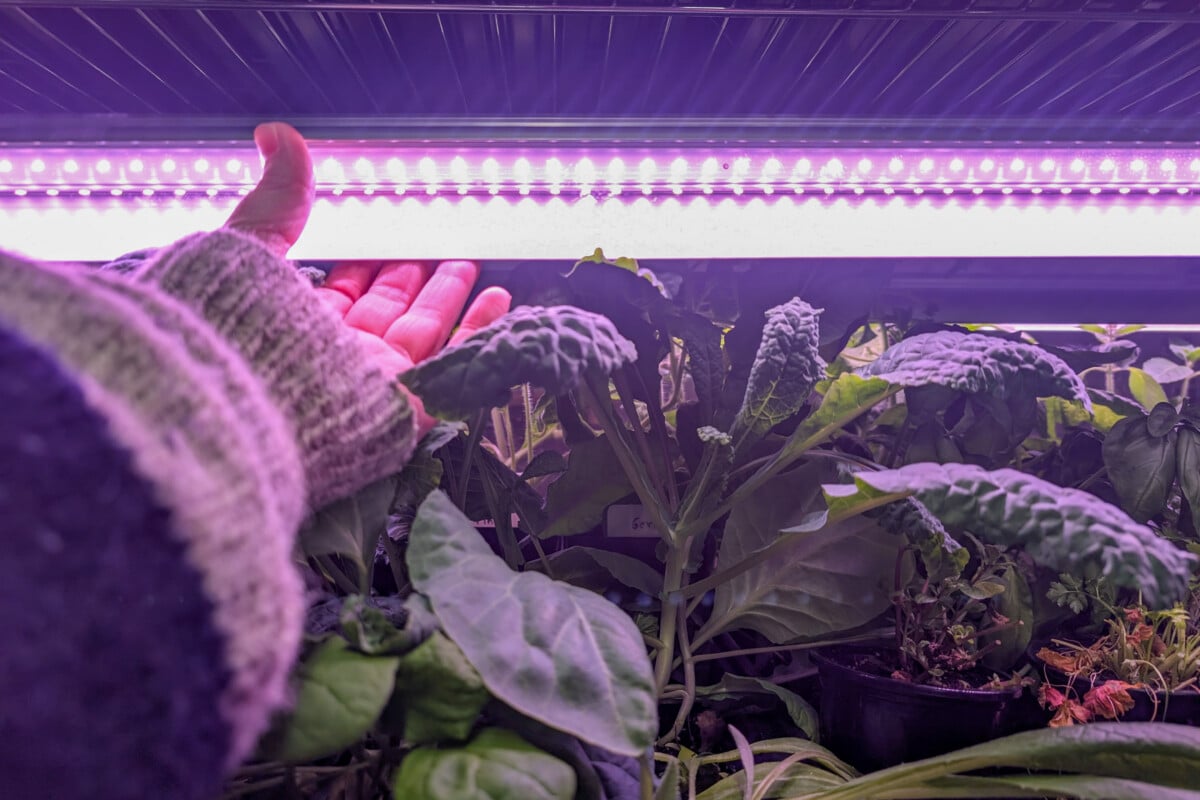 woman's hand adjusting grow light