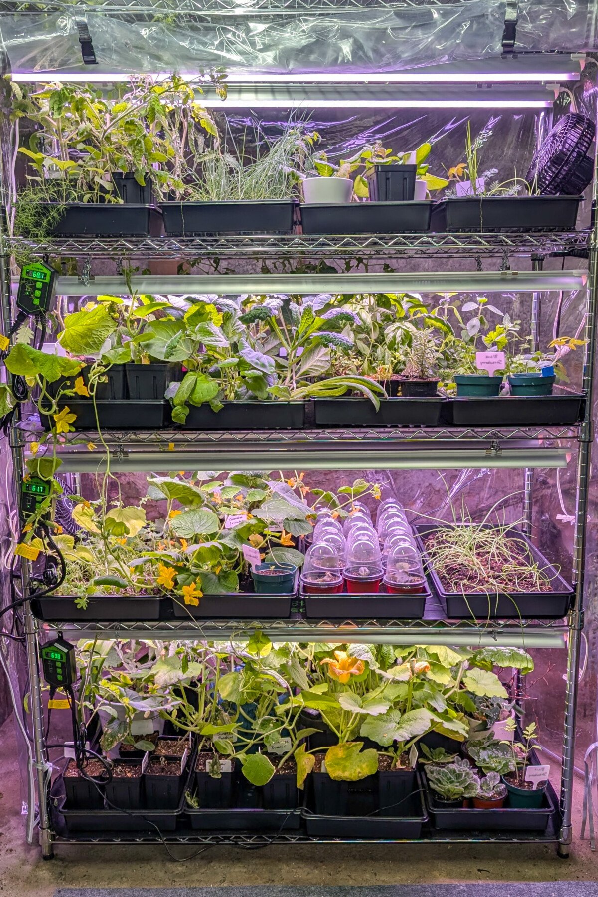 Overgrown seedlings in grow tent