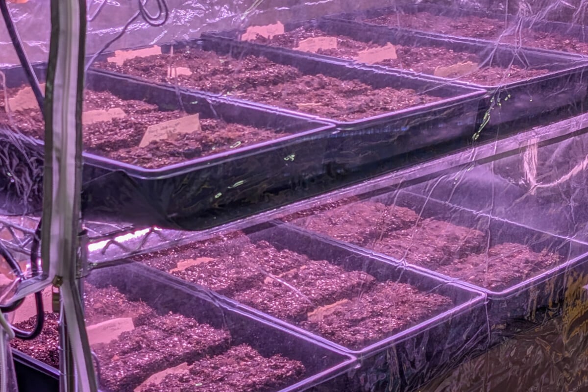 Soil blocks planted with seeds in a green house tent