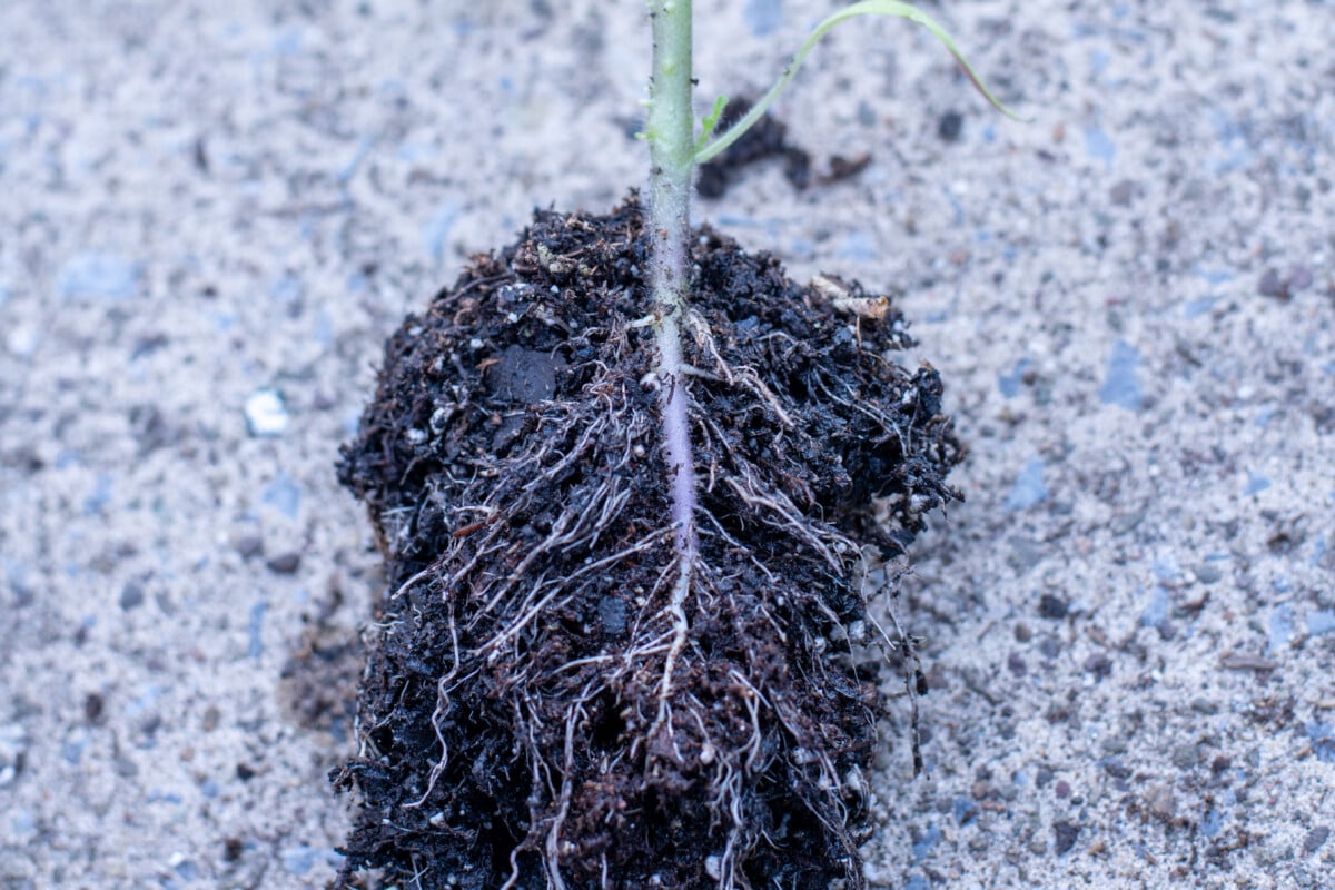 Tomato seedling with lots of roots