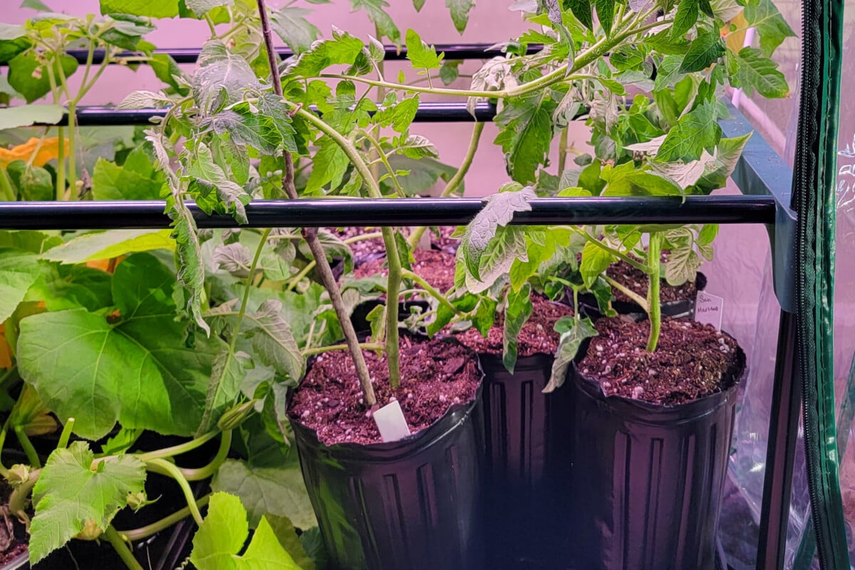 Tomato seedlings