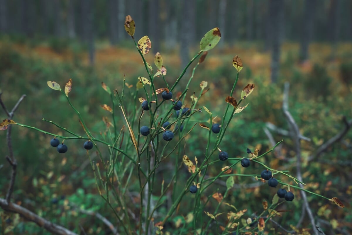 wild blueberry plant