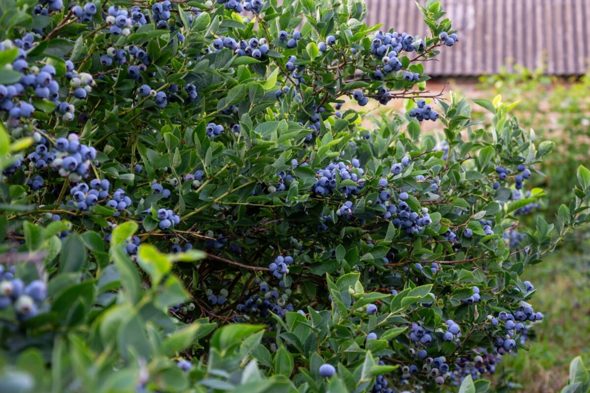 Healthy blueberry bush covered in berries