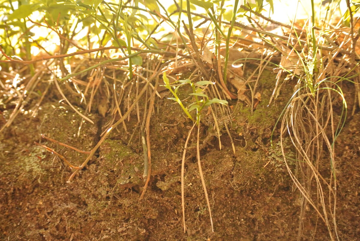 Wild blueberries growing in soil